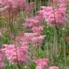 Venusta Queen Of The Prairie (Filipendula) - 1 Gallon Pot