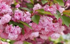 Kwanzan Pink Double Flowering Cherry Tree - 3 Gallon Pot -Garden Sales Store flowering cherry kwansan 3