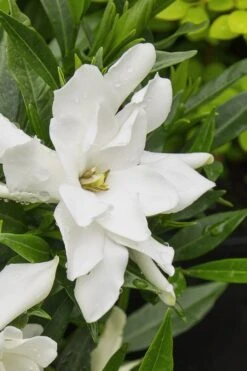 Radicans Creeping Dwarf Gardenia - 3 Gallon Pot 13 Radicans Creeping Dwarf Gardenia - 3 Gallon Pot -Garden Sales Store gardenia radicans 22