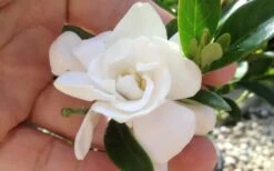 Jubilation Gardenia - 5 Gallon Pot -Garden Sales Store gardeniajubilation