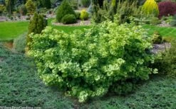 Mariken Dwarf Ginkgo Tree - 2 Gallon Pot -Garden Sales Store ginkgo biloba mariken dwarf 5