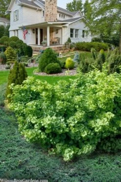 Mariken Dwarf Ginkgo Tree - 2 Gallon Pot -Garden Sales Store ginkgo biloba mariken dwarf 6