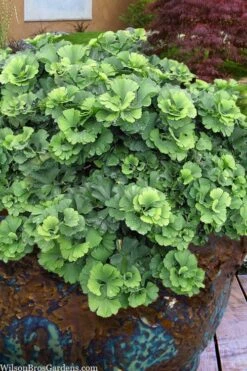 Troll Dwarf Ginkgo Tree - 3 Gallon Pot -Garden Sales Store ginkgo biloba troll dwarf maidenhair tree 1