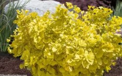 Troll Dwarf Ginkgo Tree - 3 Gallon Pot -Garden Sales Store ginkgo biloba troll dwarf maidenhair tree 4