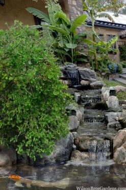 Weeping Wonder Dwarf Ginkgo Tree - 3 Gallon Pot