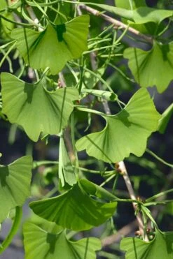 Weeping Wonder Dwarf Ginkgo Tree - 2 Gallon Pot -Garden Sales Store ginkgo biloba weeping wonder 7 1