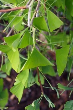 Weeping Wonder Dwarf Ginkgo Tree - 2 Gallon Pot -Garden Sales Store ginkgo biloba weeping wonder 8 1