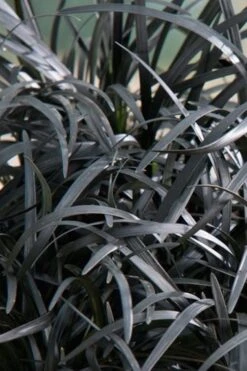 Black Beard Black Mondo Grass - Ophiopogon Planiscapus - 1 Gallon Pot 9 Black Beard Black Mondo Grass - Ophiopogon Planiscapus - 1 Gallon Pot -Garden Sales Store grass black beard mondo 500x750 1