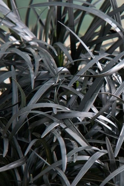 Black Beard Black Mondo Grass - Ophiopogon Planiscapus - 1 Gallon Pot 5 Black Beard Black Mondo Grass - Ophiopogon Planiscapus - 1 Gallon Pot - Image 5