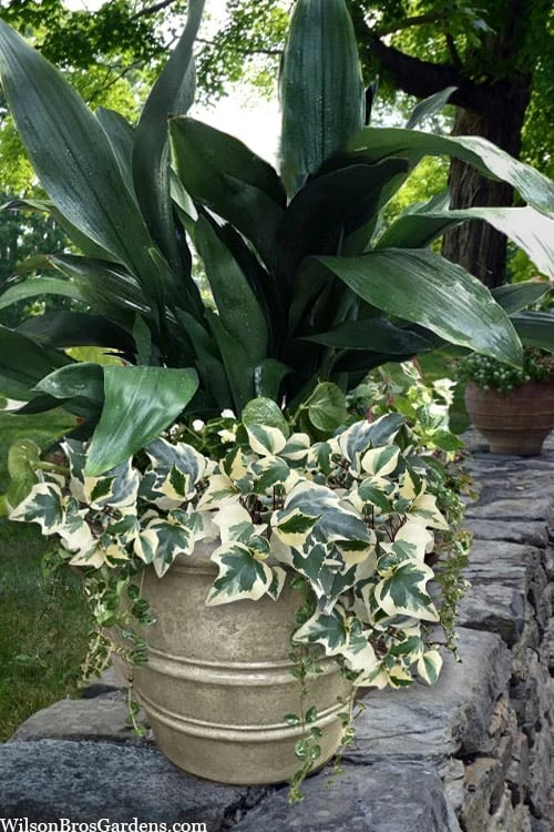 Variegated Algerian Ivy (Hedera Algeriensis 'Gloire De Marengo') - 18 Pack Of Pint Pots 1 Variegated Algerian Ivy (Hedera Algeriensis 'Gloire De Marengo') - 18 Pack Of Pint Pots