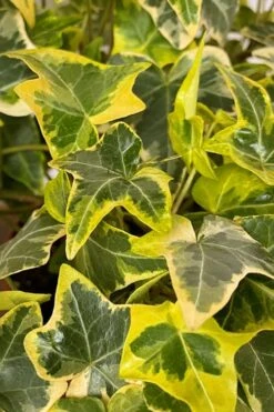 Gold Child Ivy (Hedera Helix) - 6 Pack Of Pint Pots