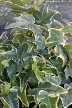 Ingelise English Ivy (Hedera) - 10 Pack Of 4" Pots -Garden Sales Store hedera helix ingelise english ivy 4