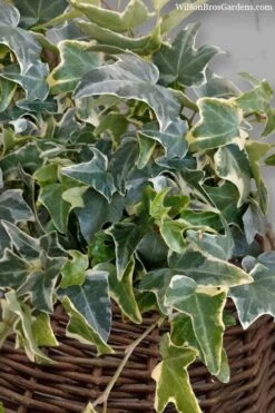 Ingelise English Ivy (Hedera) - 10 Pack Of 4" Pots -Garden Sales Store hedera helix ingelise english ivy 6