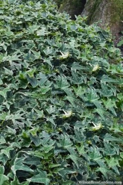 Ingelise English Ivy (Hedera) - 10 Pack Of 4" Pots -Garden Sales Store hedera helix ingelise english ivy 7