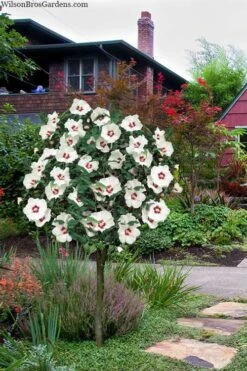 Red Heart Rose Of Sharon (Single Trunk Tree) - 5 Gallon Pot -Garden Sales Store hibiscus syriacus red heart rose of sharon tree 1