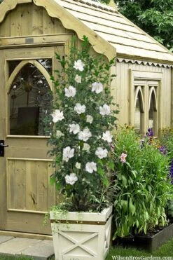 White Pillar Rose Of Sharon - 2 Gallon Pot