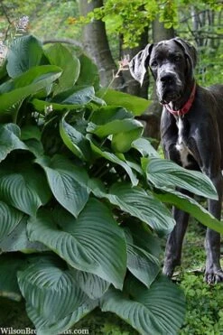 Empress Wu Giant Hosta Lily - 2 Gallon Pot -Garden Sales Store hosta lily empress wu 205