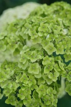 Invincibelle Sublime Smooth Hydrangea - 3 Gallon Pot -Garden Sales Store hydrangea arborescens invincibelle sublime 3