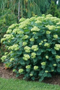 Invincibelle Sublime Smooth Hydrangea - 3 Gallon Pot -Garden Sales Store hydrangea arborescens invincibelle sublime 6