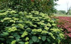Invincibelle Sublime Smooth Hydrangea - 3 Gallon Pot -Garden Sales Store hydrangea arborescens invincibelle sublime 8