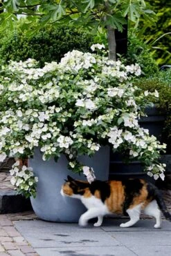 Fairytrail Bride Cascade Hydrangea - 3 Gallon Pot -Garden Sales Store hydrangea fairytrail bride 7