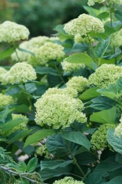 Invincibelle Sublime Smooth Hydrangea - 3 Gallon Pot -Garden Sales Store hydrangea invincibelle sublime 500x750 1