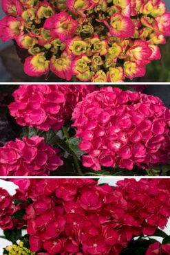 Akadama Hydrangea - 3 Gallon Pot -Garden Sales Store hydrangea macrophylla akadama 3