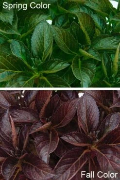 Akadama Hydrangea - 3 Gallon Pot -Garden Sales Store hydrangea macrophylla akadama 4