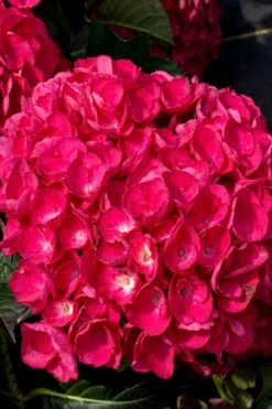 Akadama Hydrangea - 3 Gallon Pot -Garden Sales Store hydrangea macrophylla akadama 6