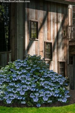 Blue Wave Lacecap Hydrangea - 3 Gallon Pot -Garden Sales Store hydrangea macrophylla blue wave 22