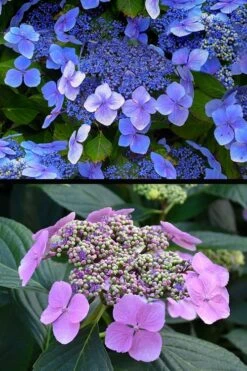 Blue Wave Lacecap Hydrangea - 3 Gallon Pot -Garden Sales Store hydrangea macrophylla blue wave 24