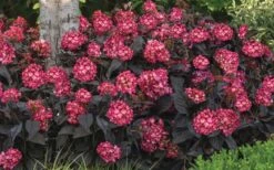 Eclipse Bigleaf Hydrangea - 3 Gallon Pot -Garden Sales Store hydrangea macrophylla eclipse 4