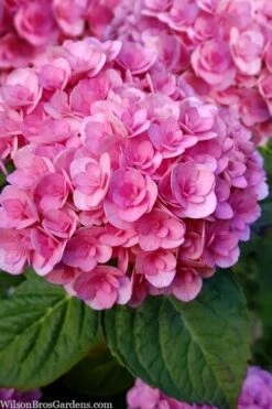 Love Hydrangea - 3 Gallon Pot -Garden Sales Store hydrangea macrophylla love 1