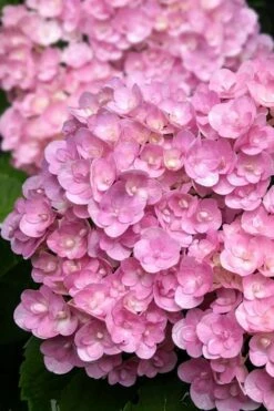 Love Hydrangea - 3 Gallon Pot -Garden Sales Store hydrangea macrophylla love 5
