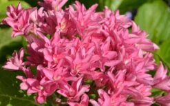 Princess Diana Hydrangea - 3 Gallon Pot -Garden Sales Store hydrangea macrophylla princess diana 1