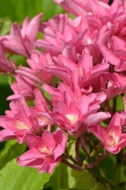 Princess Diana Hydrangea - 3 Gallon Pot -Garden Sales Store hydrangea macrophylla princess diana 3