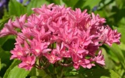 Princess Diana Hydrangea - 3 Gallon Pot -Garden Sales Store hydrangea macrophylla princess diana 5