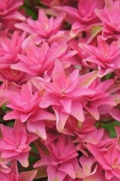 Princess Diana Hydrangea - 3 Gallon Pot -Garden Sales Store hydrangea macrophylla princess diana 6