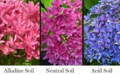 Princess Diana Hydrangea - 3 Gallon Pot -Garden Sales Store hydrangea macrophylla princess diana 8