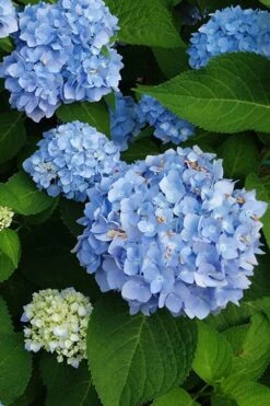 Mini Penny Hydrangea - 1 Gallon Pot -Garden Sales Store hydrangea mini penny 500x750202 1