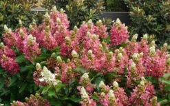 Flare Hydrangea - 3 Gallon Pot -Garden Sales Store hydrangea paniculata lava lamp flare 11