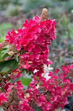 Flare Hydrangea - 3 Gallon Pot -Garden Sales Store hydrangea paniculata lava lamp flare 15 1