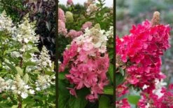 Flare Hydrangea - 3 Gallon Pot -Garden Sales Store hydrangea paniculata lava lamp flare 16