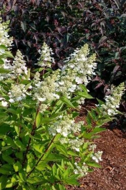 Flare Hydrangea - 3 Gallon Pot -Garden Sales Store hydrangea paniculata lava lamp flare 17