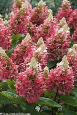 Flare Hydrangea - 3 Gallon Pot -Garden Sales Store hydrangea paniculata lava lamp flare 3