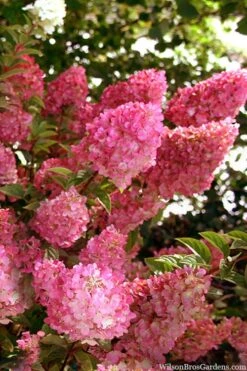 Strawberry Sundae Hydrangea - 1 Gallon Pot