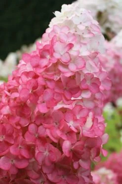 Vanilla Strawberry Hydrangea - 1 Gallon Pot -Garden Sales Store hydrangea paniculata vanilla strawberry 20
