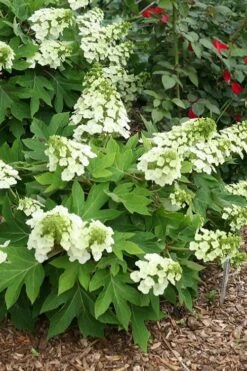 Pee Wee Dwarf Oakleaf Hydrangea - 2 Gallon Pot -Garden Sales Store hydrangea quercifolia pee wee oakleaf 1 1