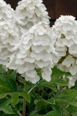 Queen Of Hearts Oakleaf Hydrangea - 3 Gallon Pot -Garden Sales Store hydrangea quercifolia queen of hearts 3
