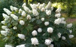Queen Of Hearts Oakleaf Hydrangea - 3 Gallon Pot -Garden Sales Store hydrangea quercifolia queen of hearts 4